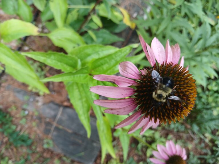 Bee Species #2-Milkweed