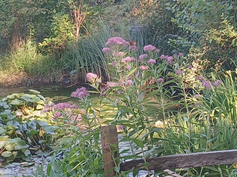 Swamp Milkweed